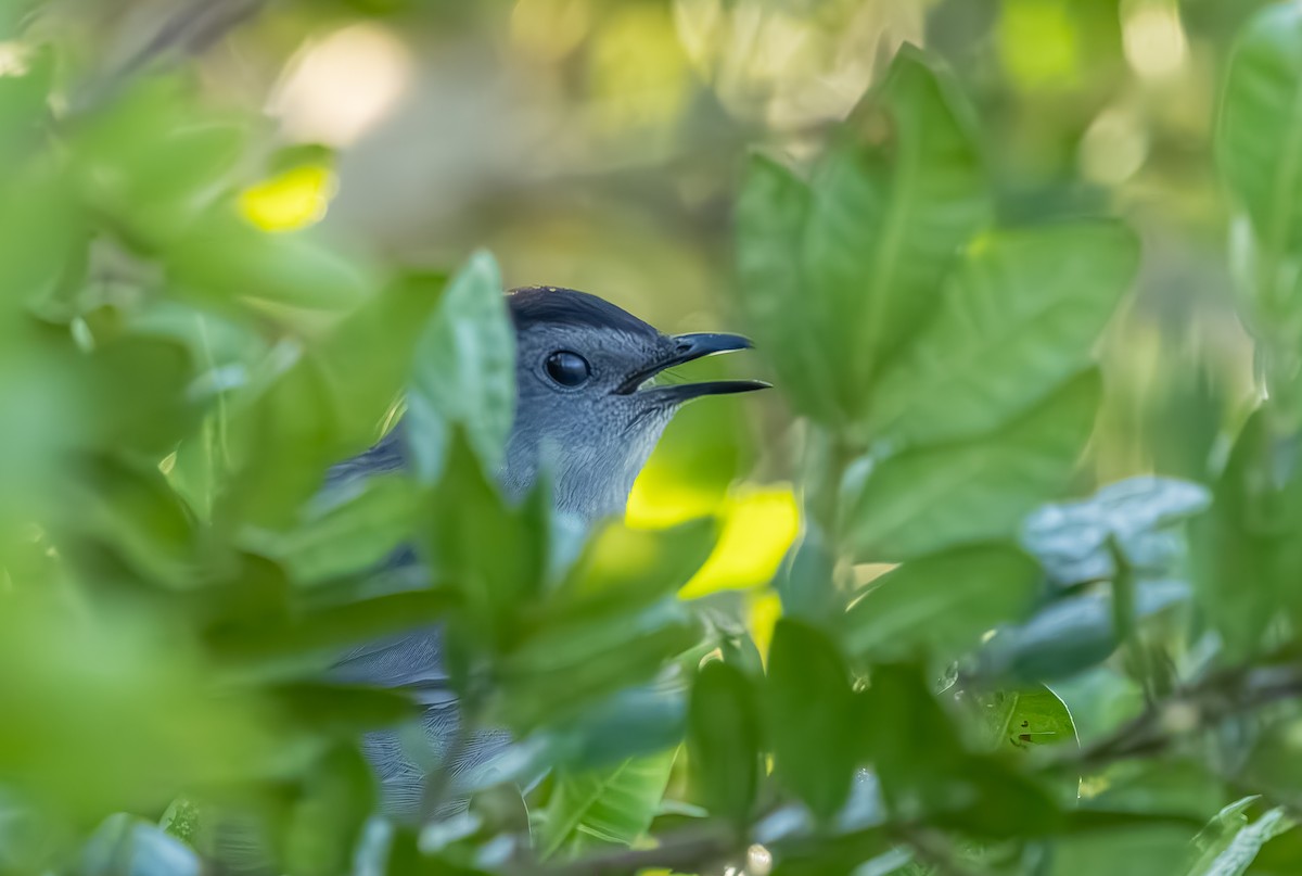 Miaulari grisa - ML645140726