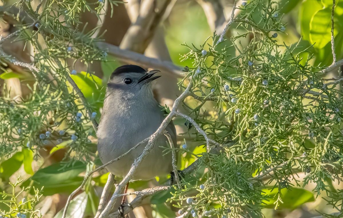 Miaulari grisa - ML645140727