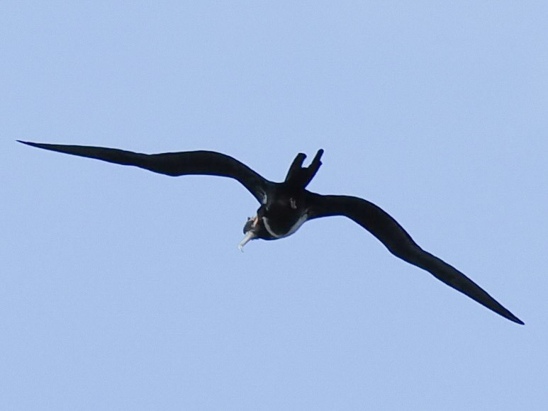 Magnificent Frigatebird - ML645140735