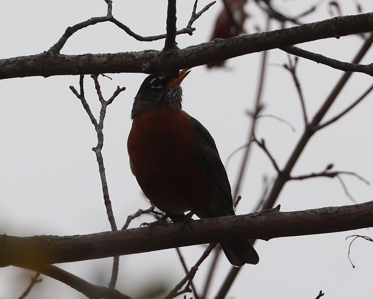 American Robin - ML645140737
