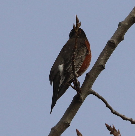 American Robin - ML645140740