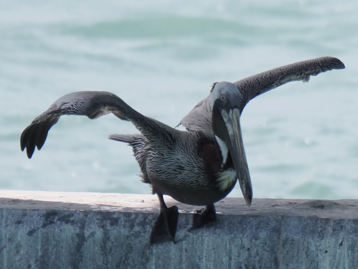 Brown Pelican - ML645140746