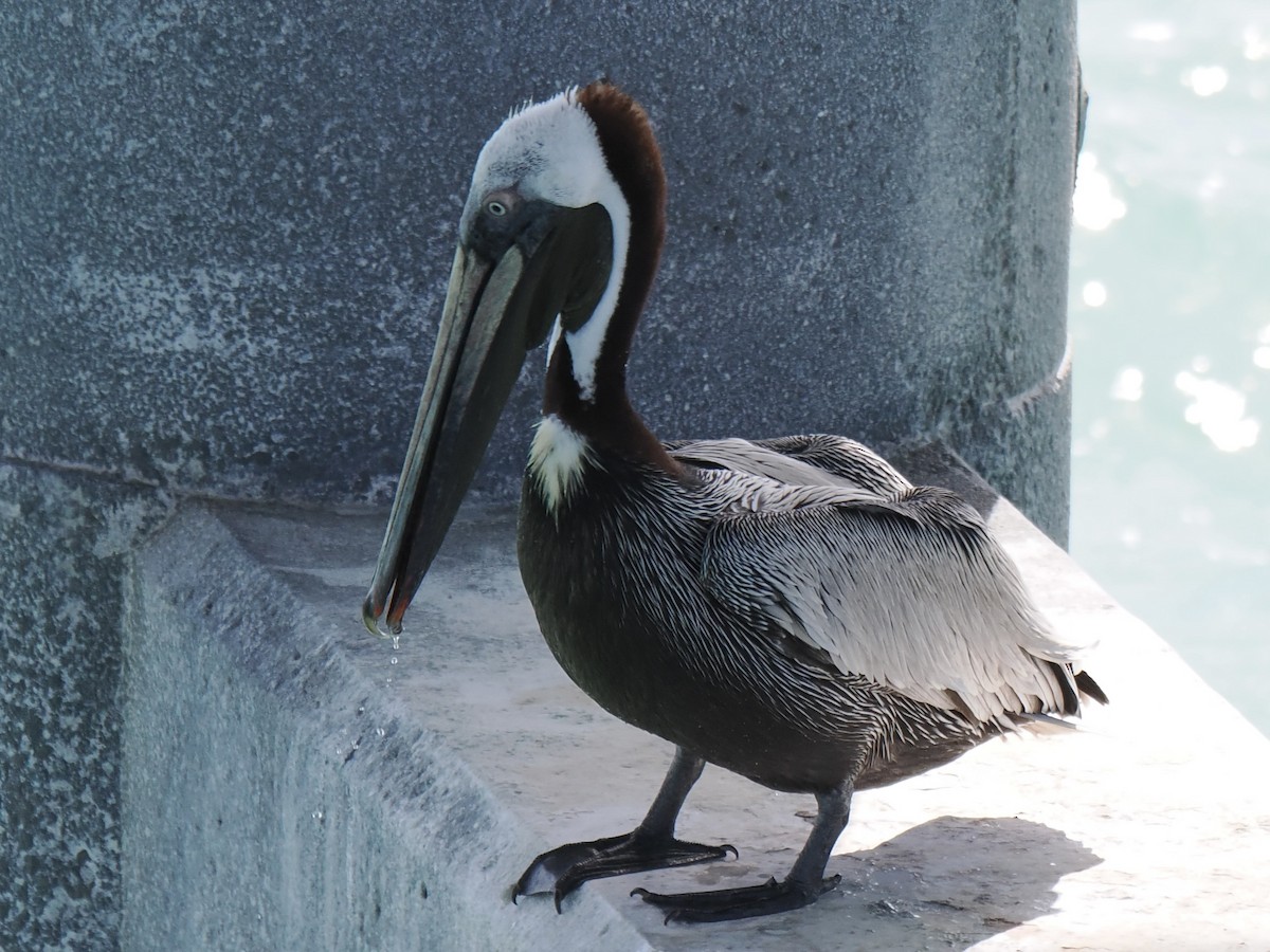 Brown Pelican - ML645140747