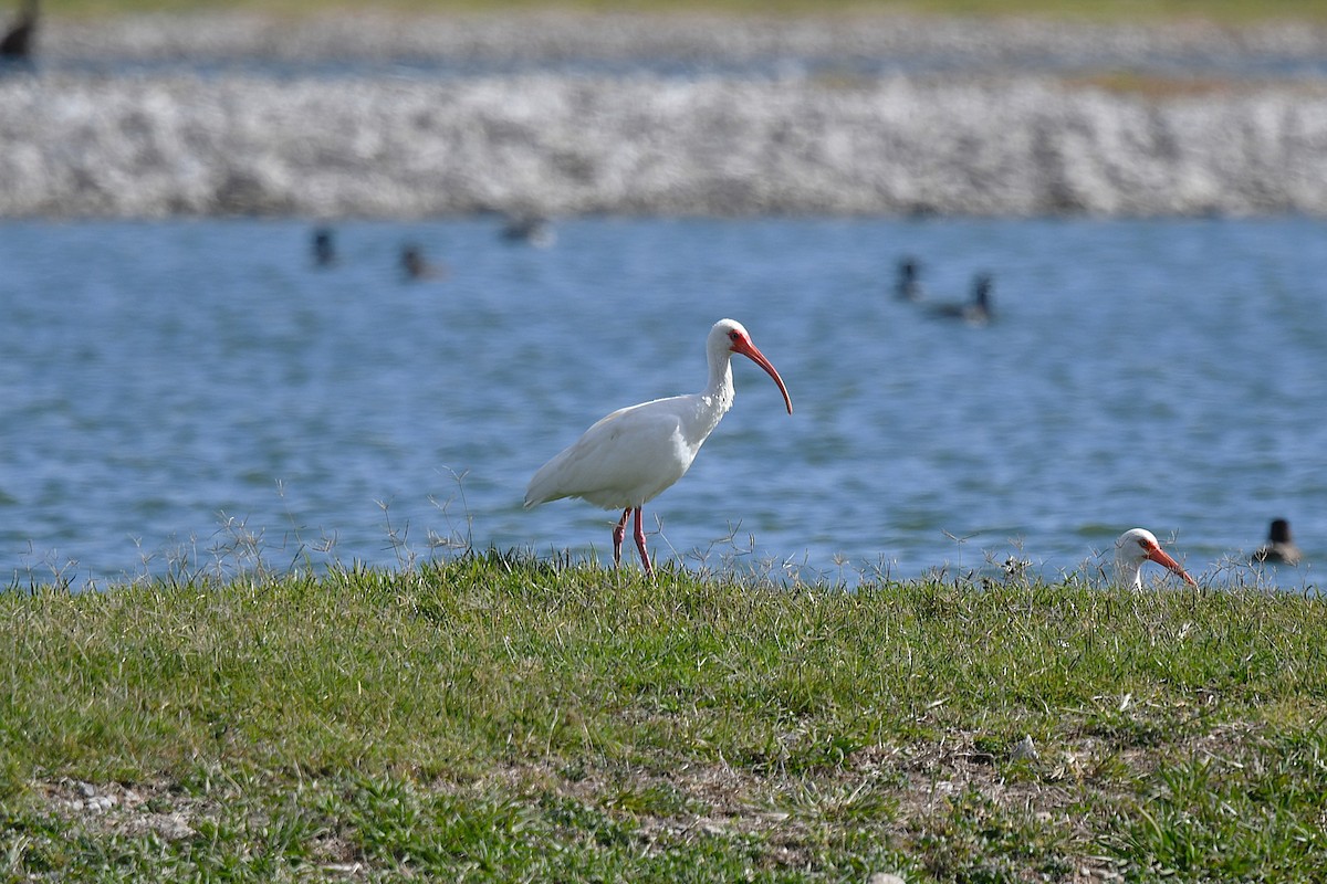 White Ibis - ML645140774