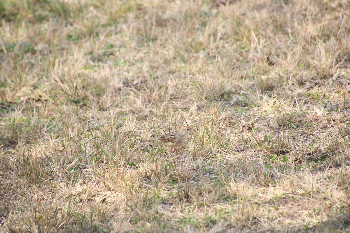 Rattling Cisticola - ML645140786