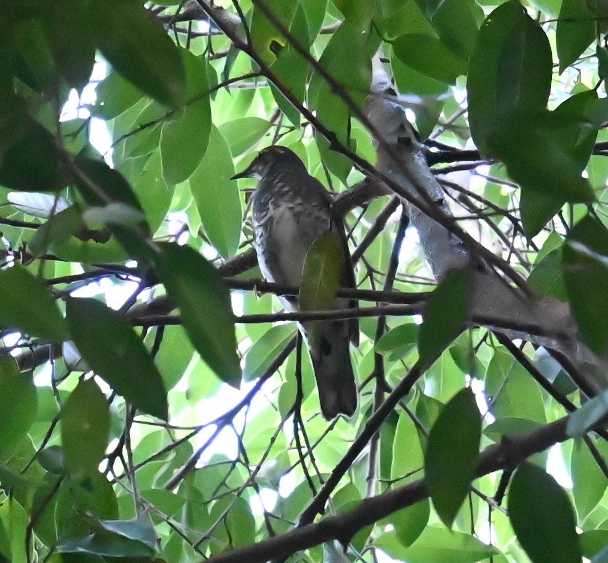 Siberian Thrush - ML645140790