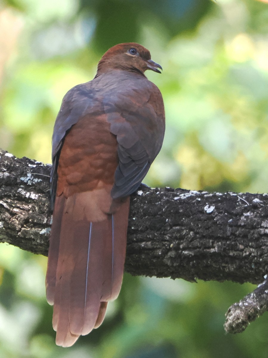 Brown Cuckoo-Dove - ML645140831