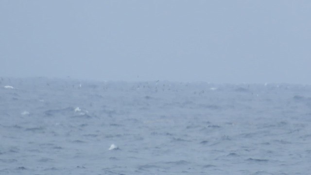 Tiñosa Boba/Menuda - ML645140853