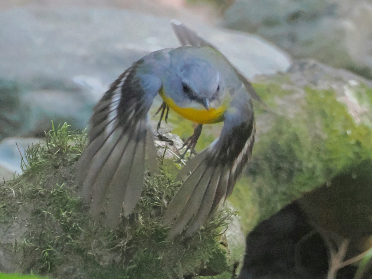 Eastern Yellow Robin - ML645140856