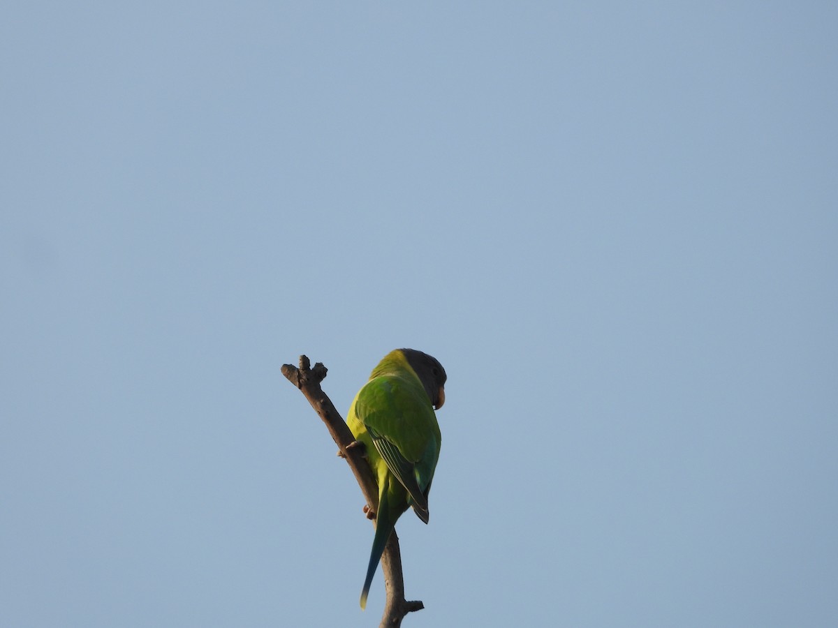 Plum-headed Parakeet - ML645140865