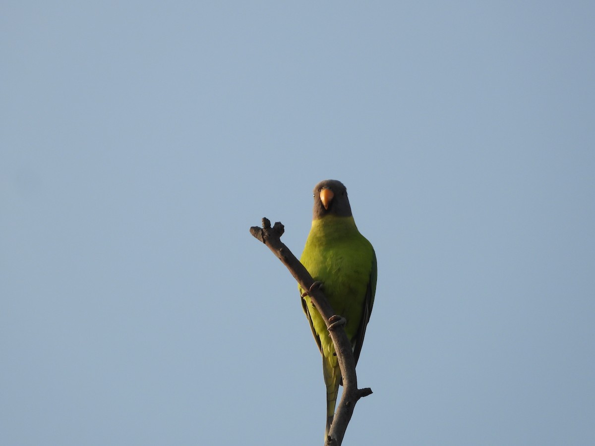 Plum-headed Parakeet - ML645140866