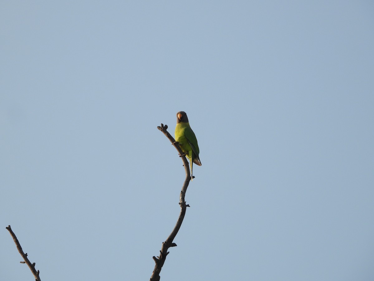 Plum-headed Parakeet - ML645140867