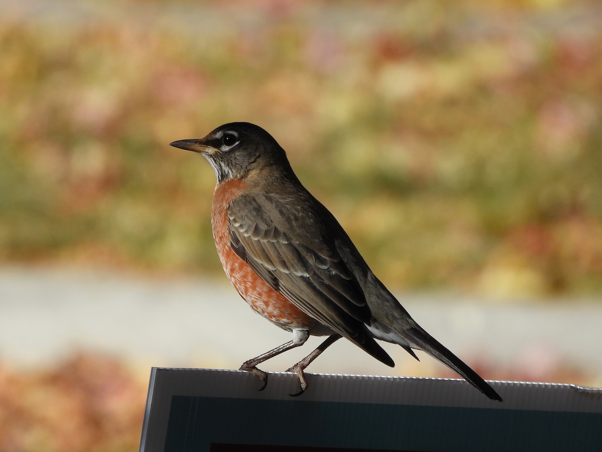 American Robin - ML645140868