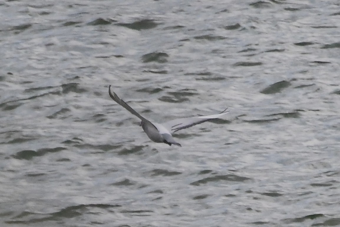 Kaya Güvercini (evcil tip) - ML645140921