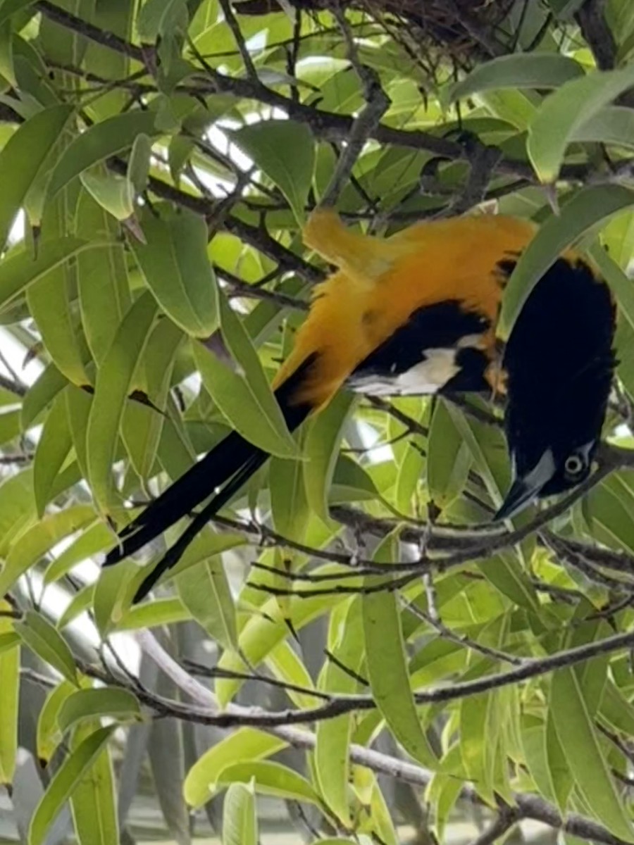 Orangetrupial - ML645140930