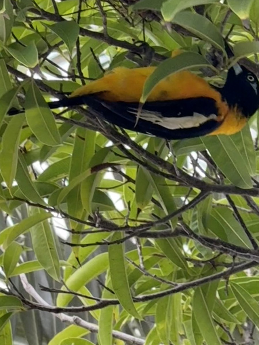 Orangetrupial - ML645140932