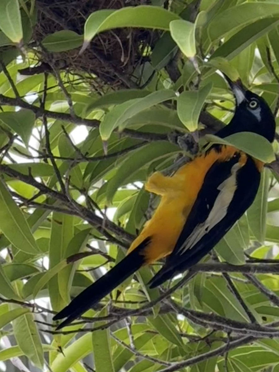 Orangetrupial - ML645140933