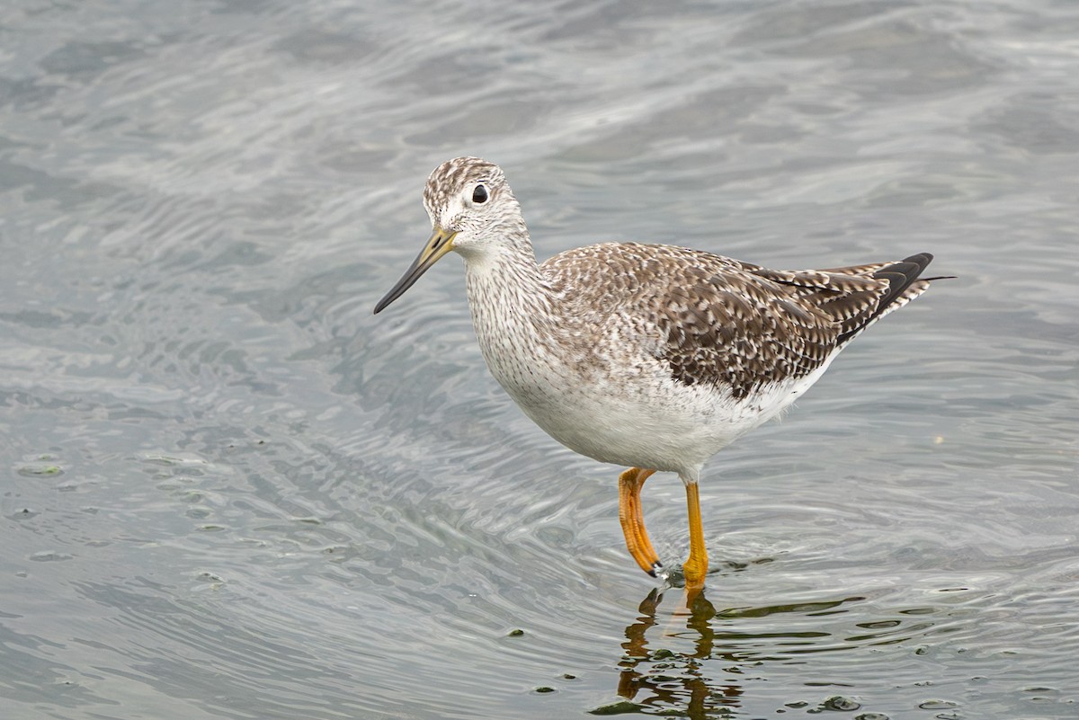 Greater Yellowlegs - ML645140935