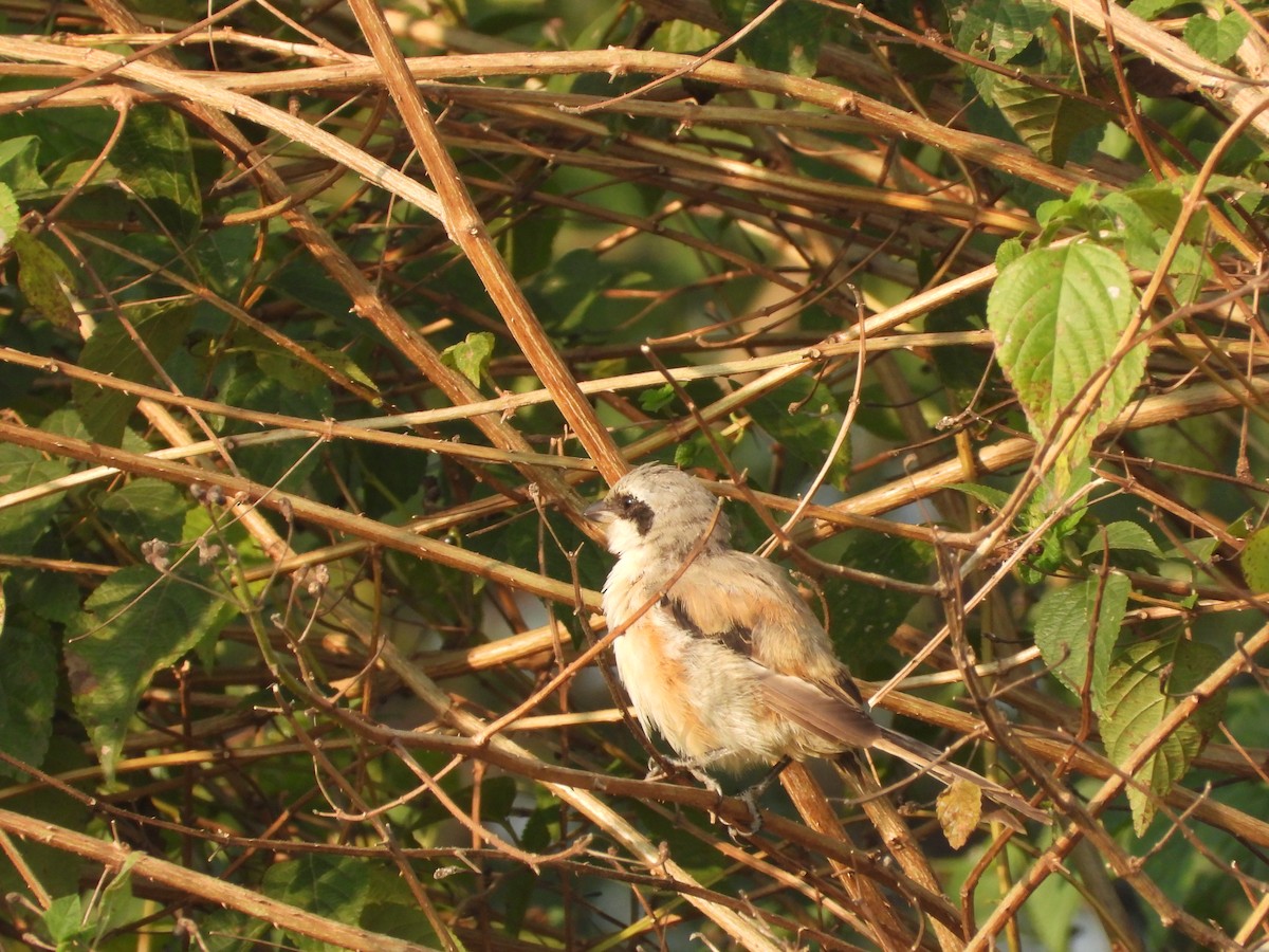 Pie-grièche à bandeau - ML645140939