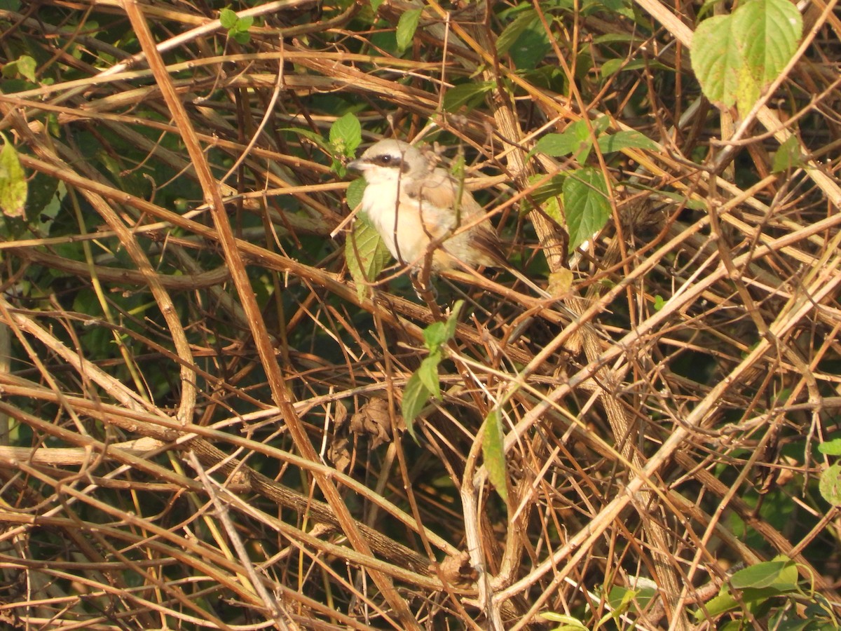 Pie-grièche à bandeau - ML645140940