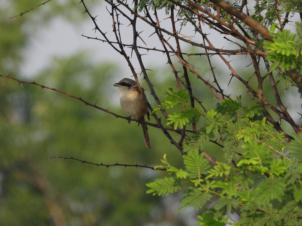 Pie-grièche à bandeau - ML645140941