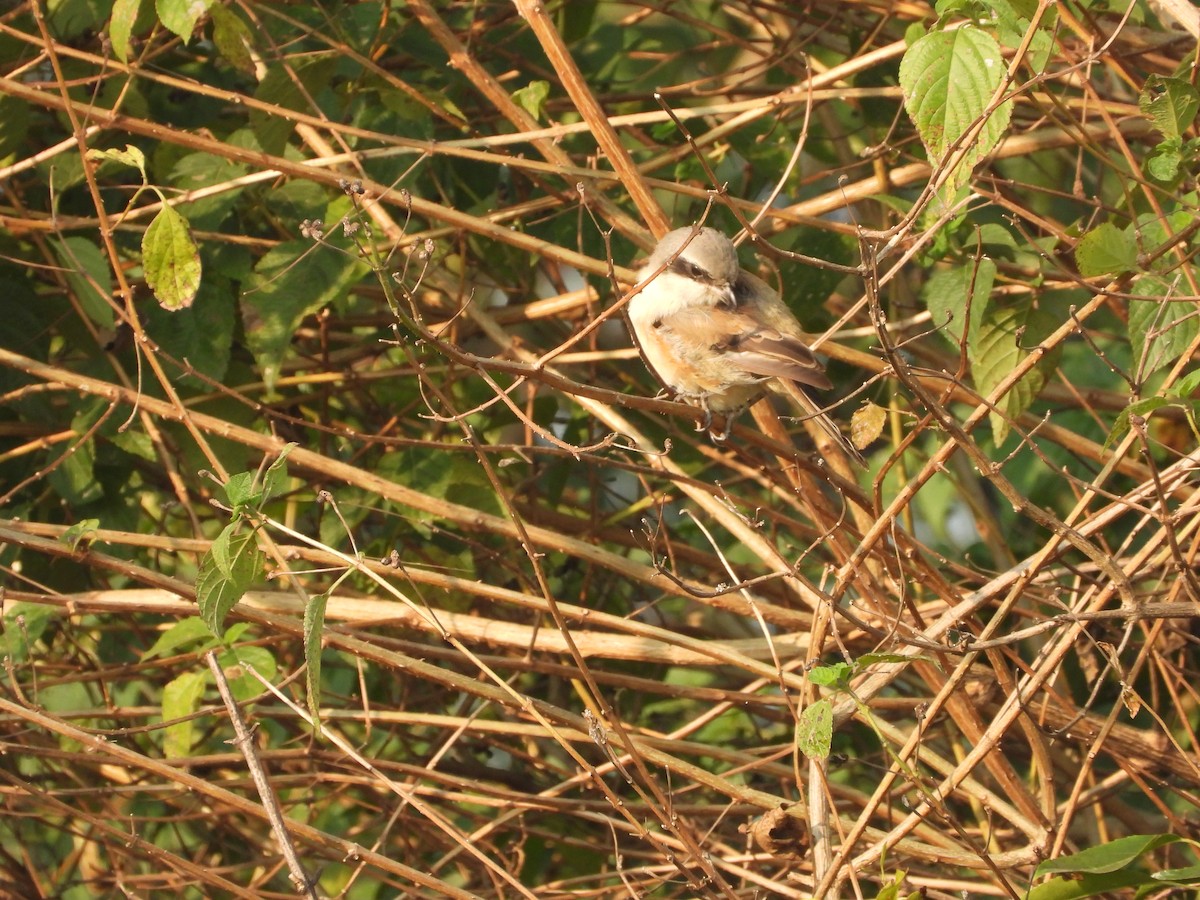 Pie-grièche à bandeau - ML645140942