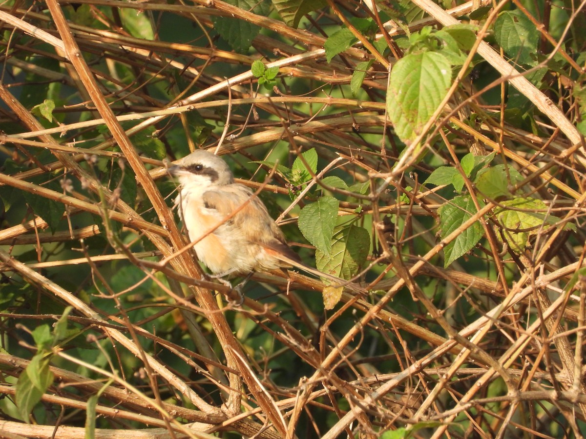 Pie-grièche à bandeau - ML645140943