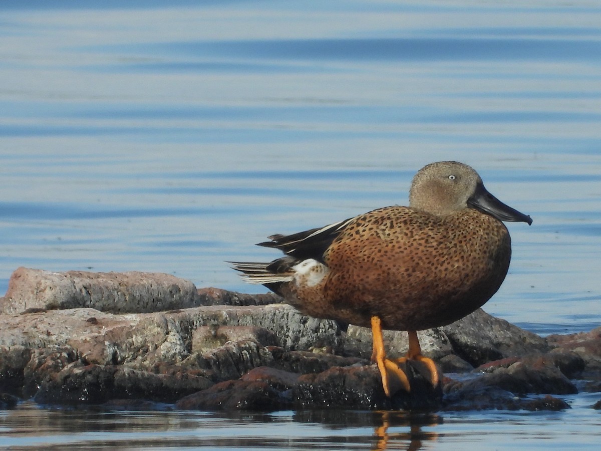 Red Shoveler - ML645140945