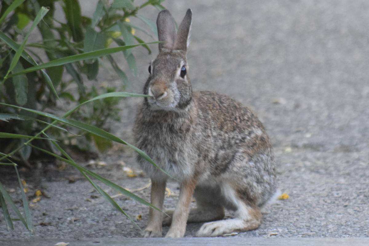 Leporidi - ML645140967