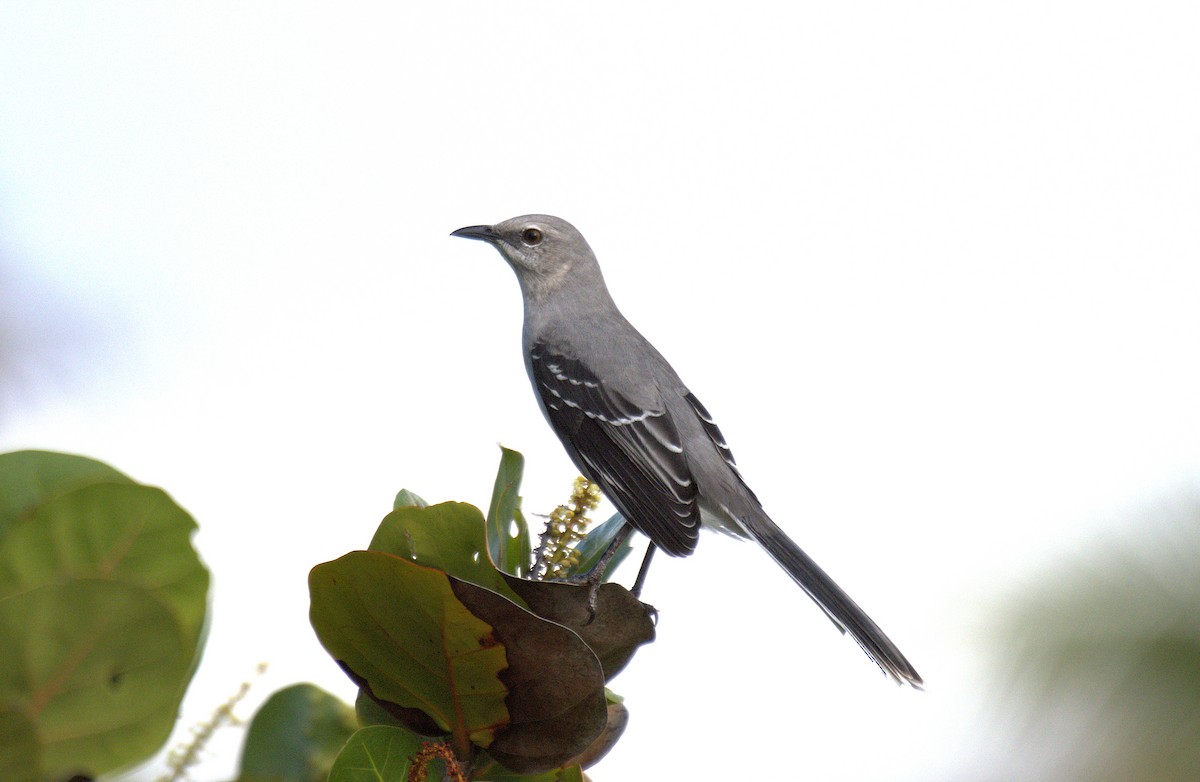 Tropikal Taklitçi - ML645140971