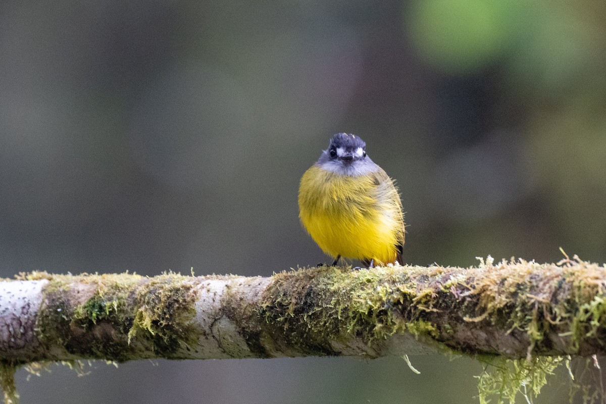 Ornate Flycatcher - ML645140976