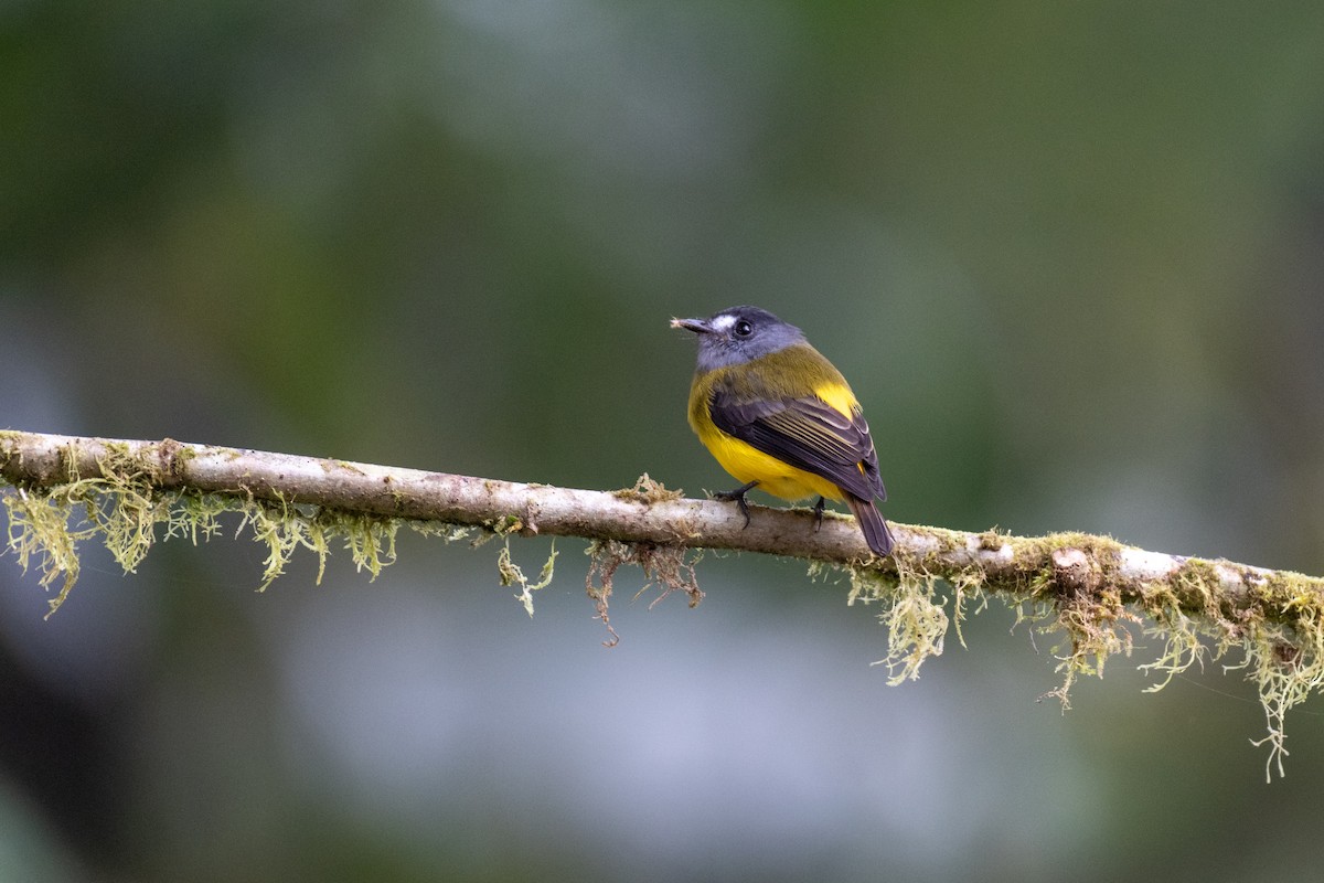 Ornate Flycatcher - ML645140978