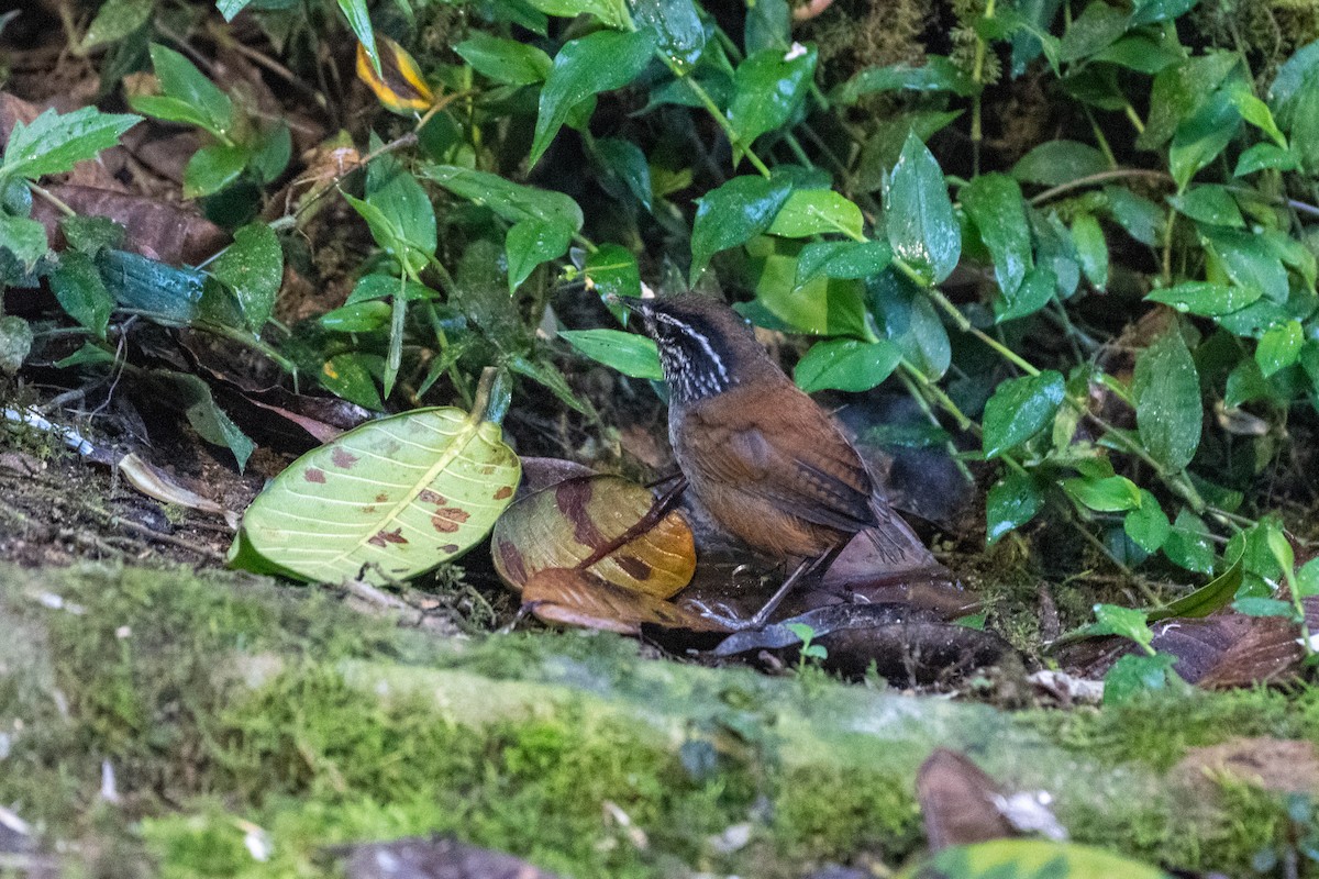 Gray-breasted Wood-Wren - ML645140980