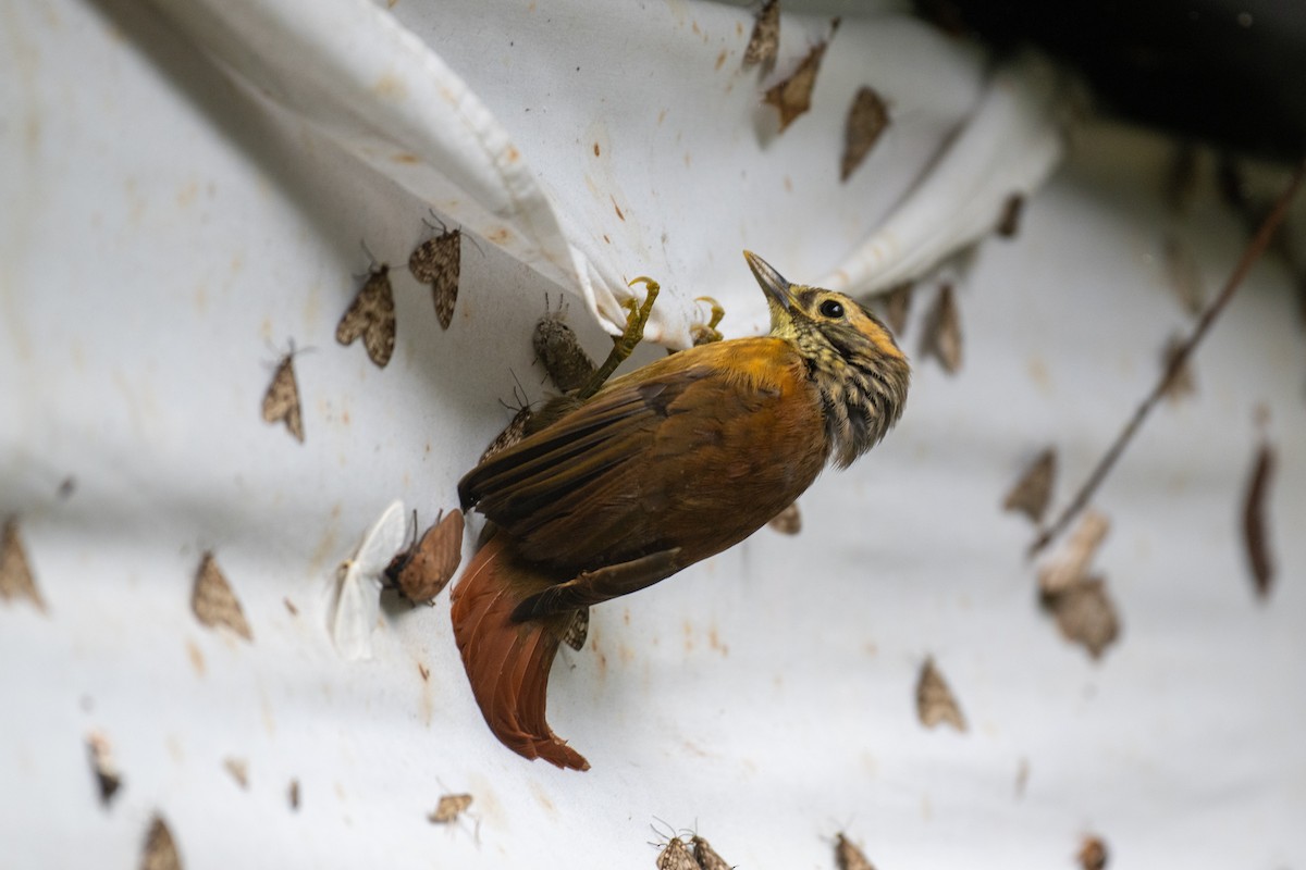 Scaly-throated Foliage-gleaner - ML645140981