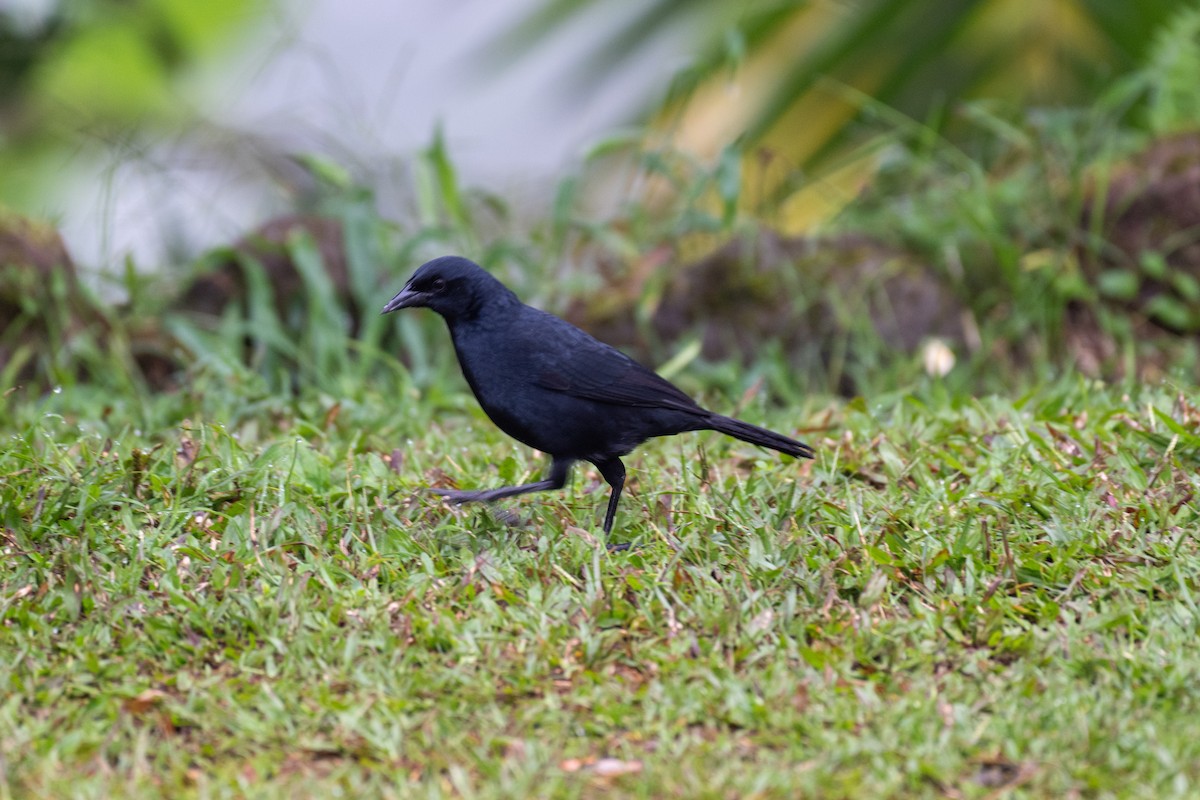 Scrub Blackbird - ML645140983