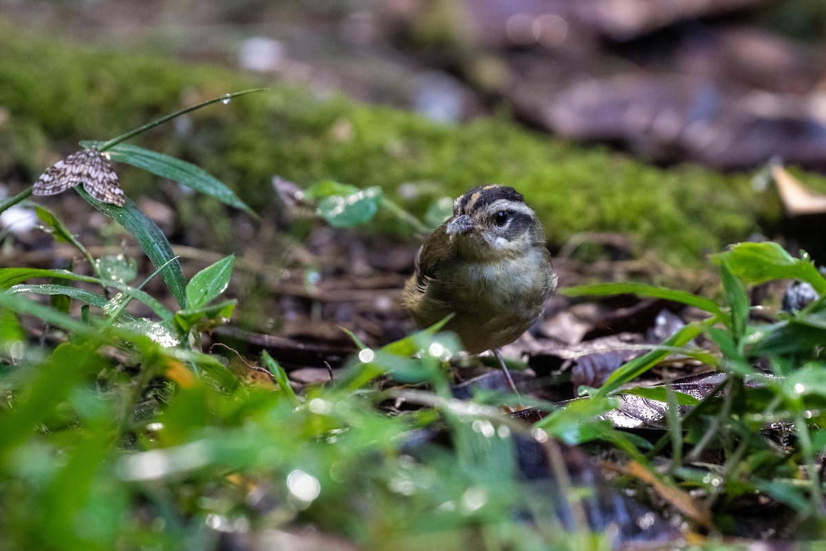 Коронник смугастоголовий - ML645140985