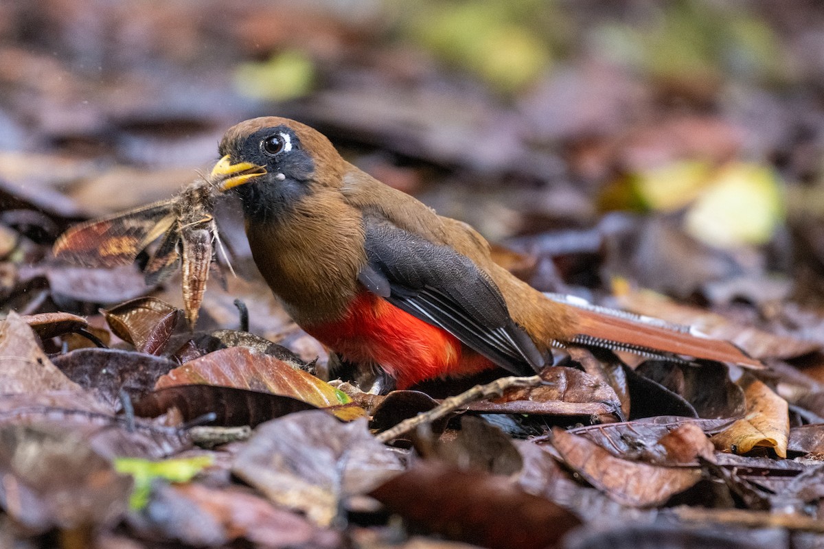 Masked Trogon - ML645140986