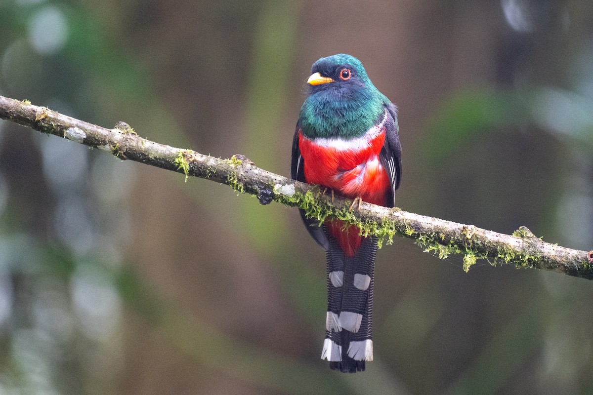Masked Trogon - ML645140988