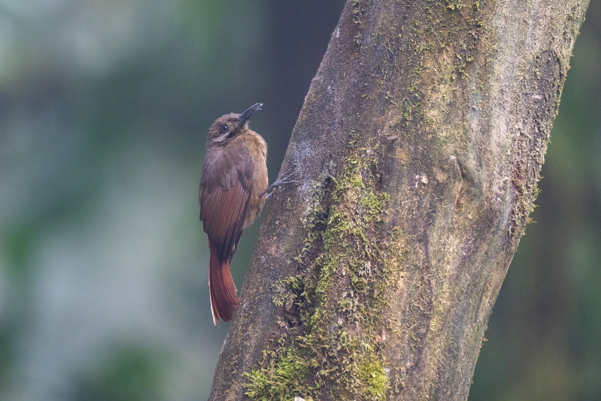 Plain-brown Woodcreeper - ML645140993