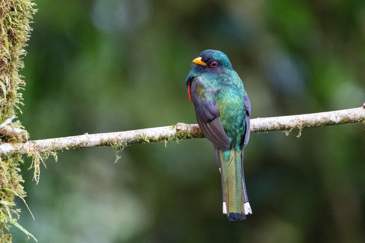 Masked Trogon - ML645140994