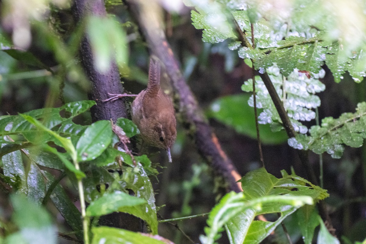 Mountain Wren - ML645140995