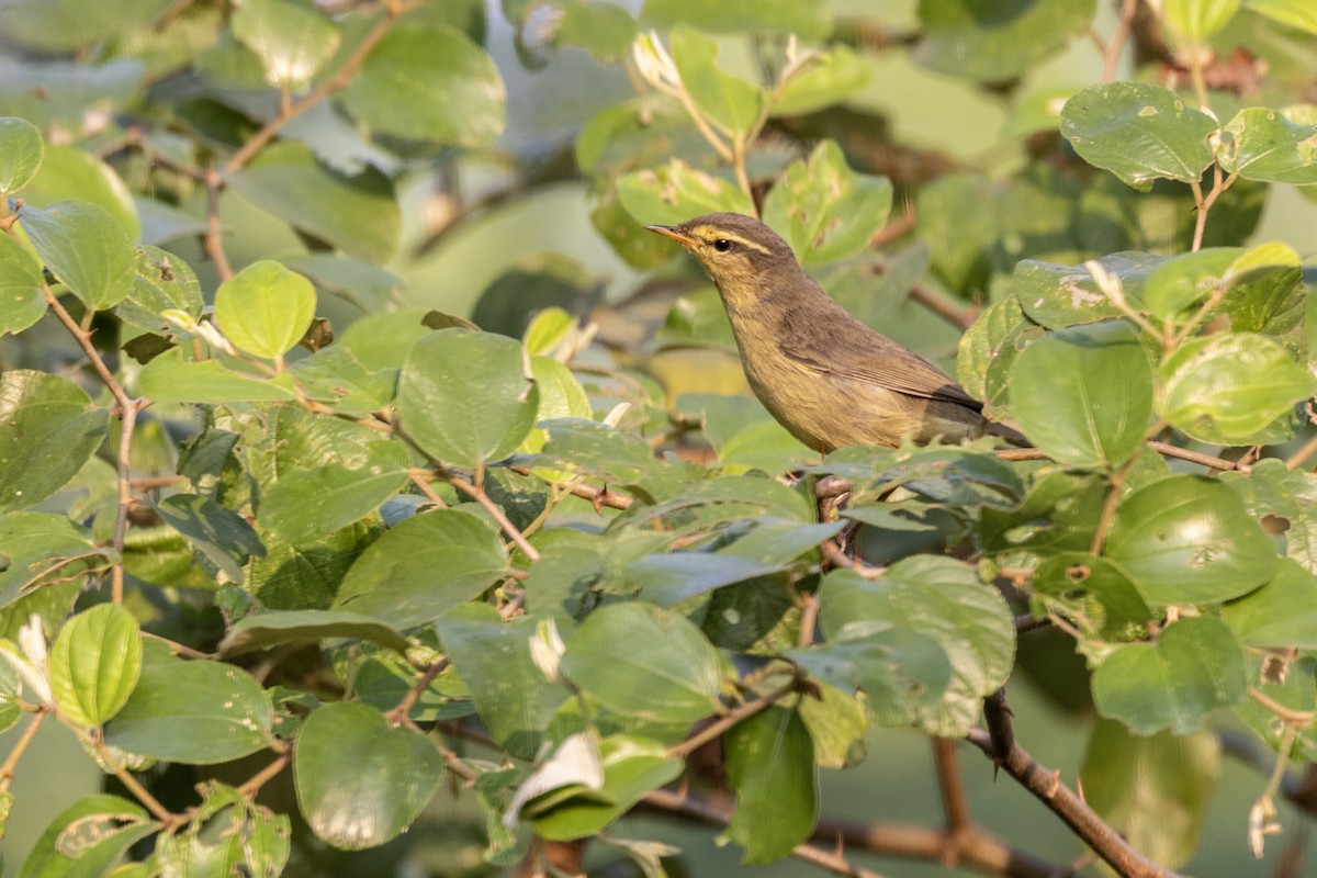 Tickell Çıvgını - ML645140996