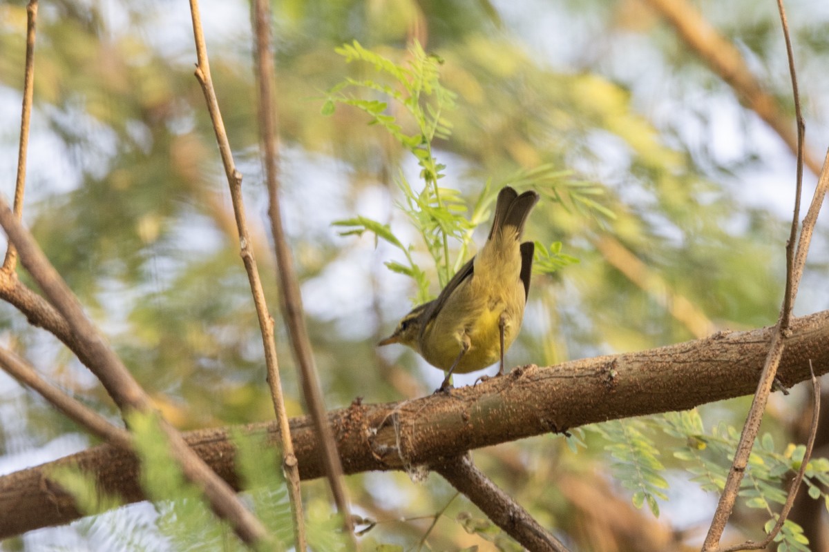 Tickell Çıvgını - ML645140997