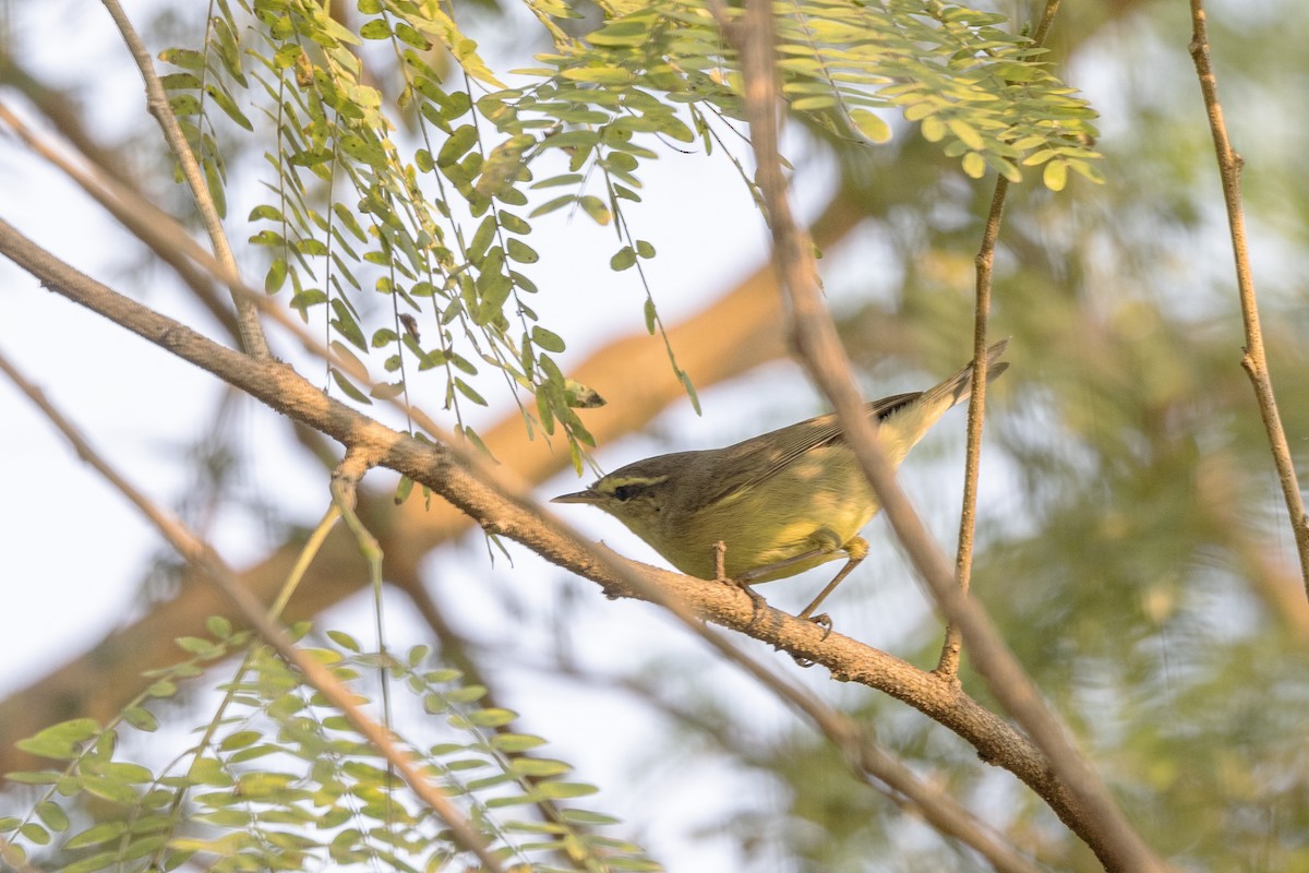 Tickell Çıvgını - ML645140998