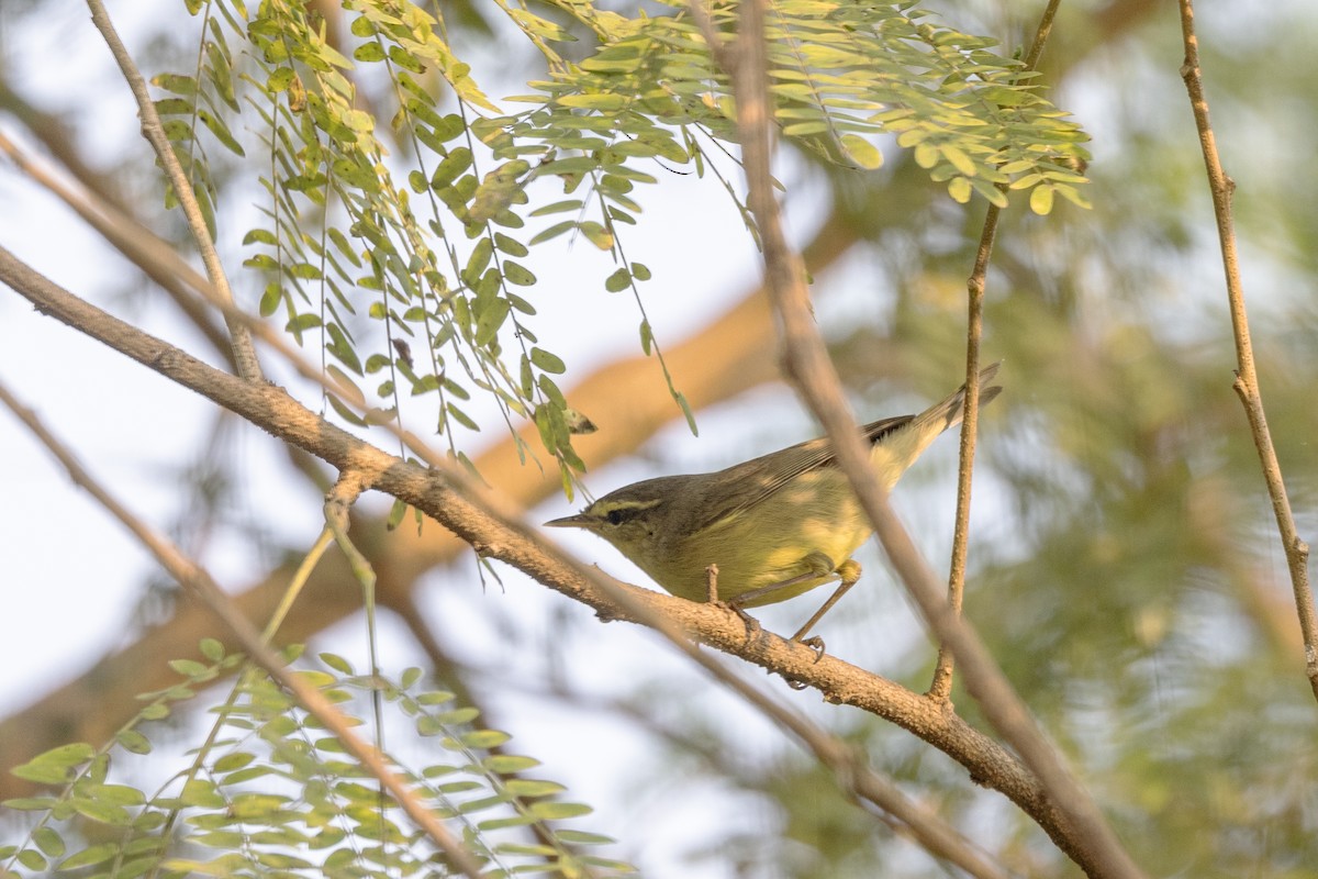 Tickell Çıvgını - ML645140999