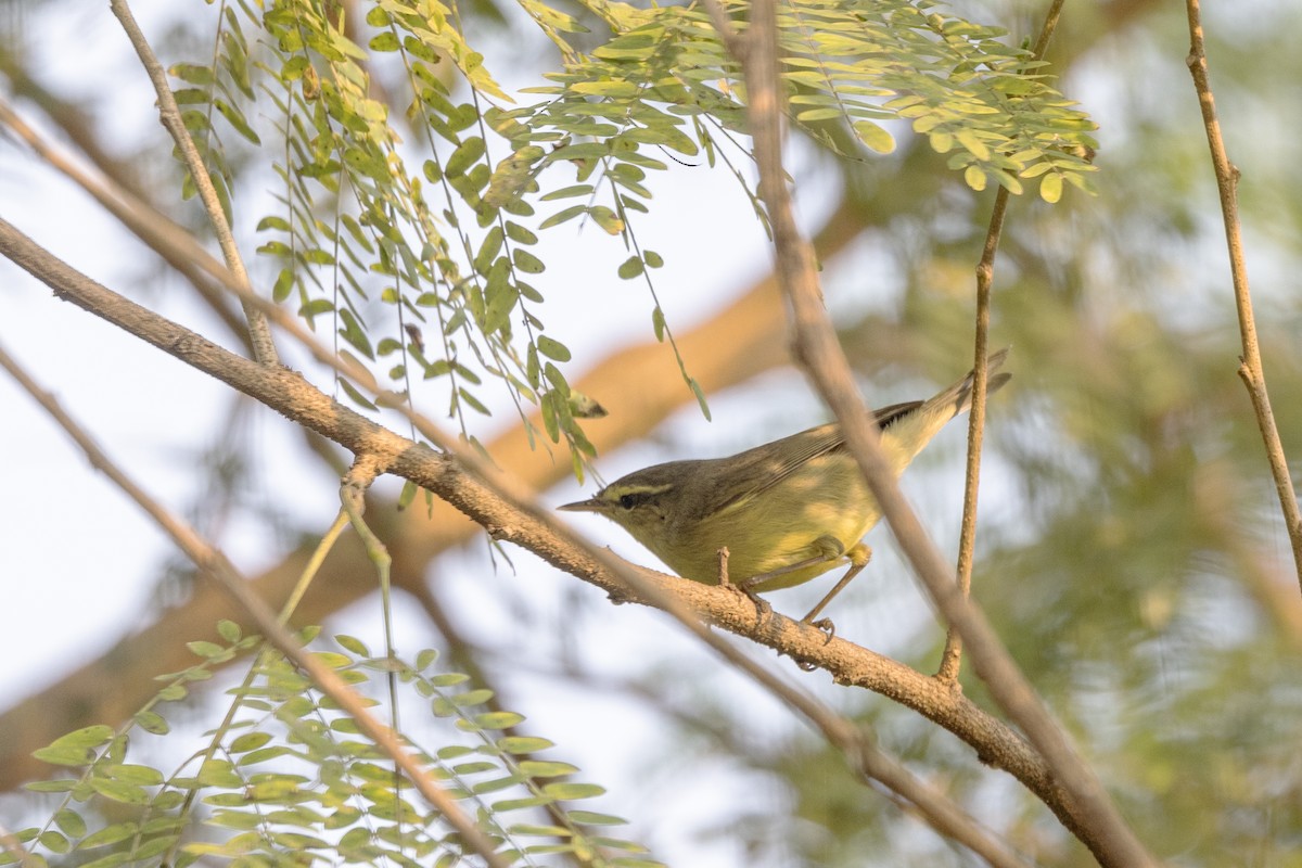 Tickell Çıvgını - ML645141000