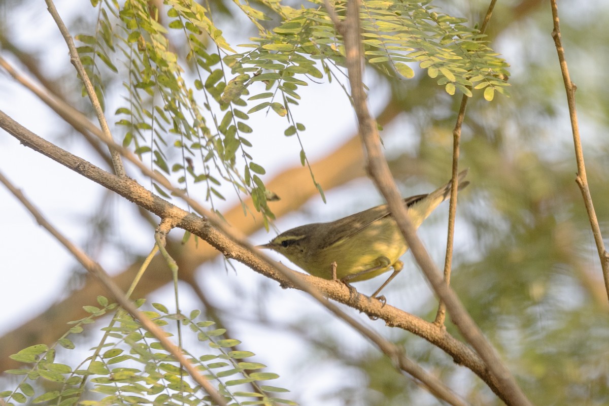 Tickell Çıvgını - ML645141001