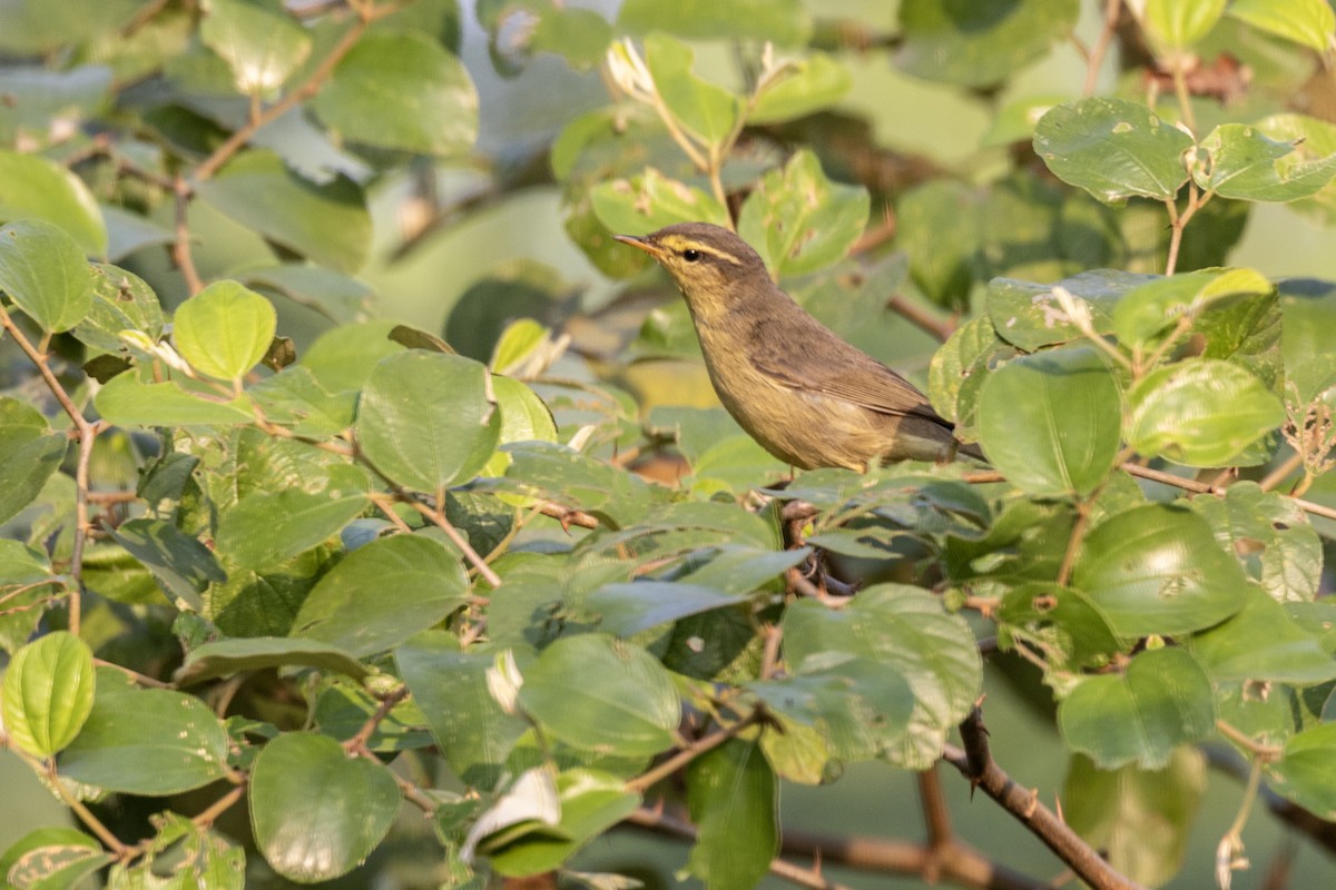 Tickell Çıvgını - ML645141002