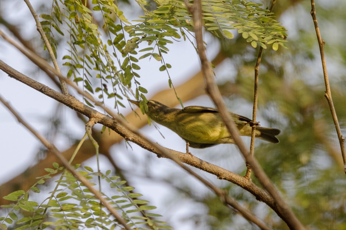 Tickell Çıvgını - ML645141003