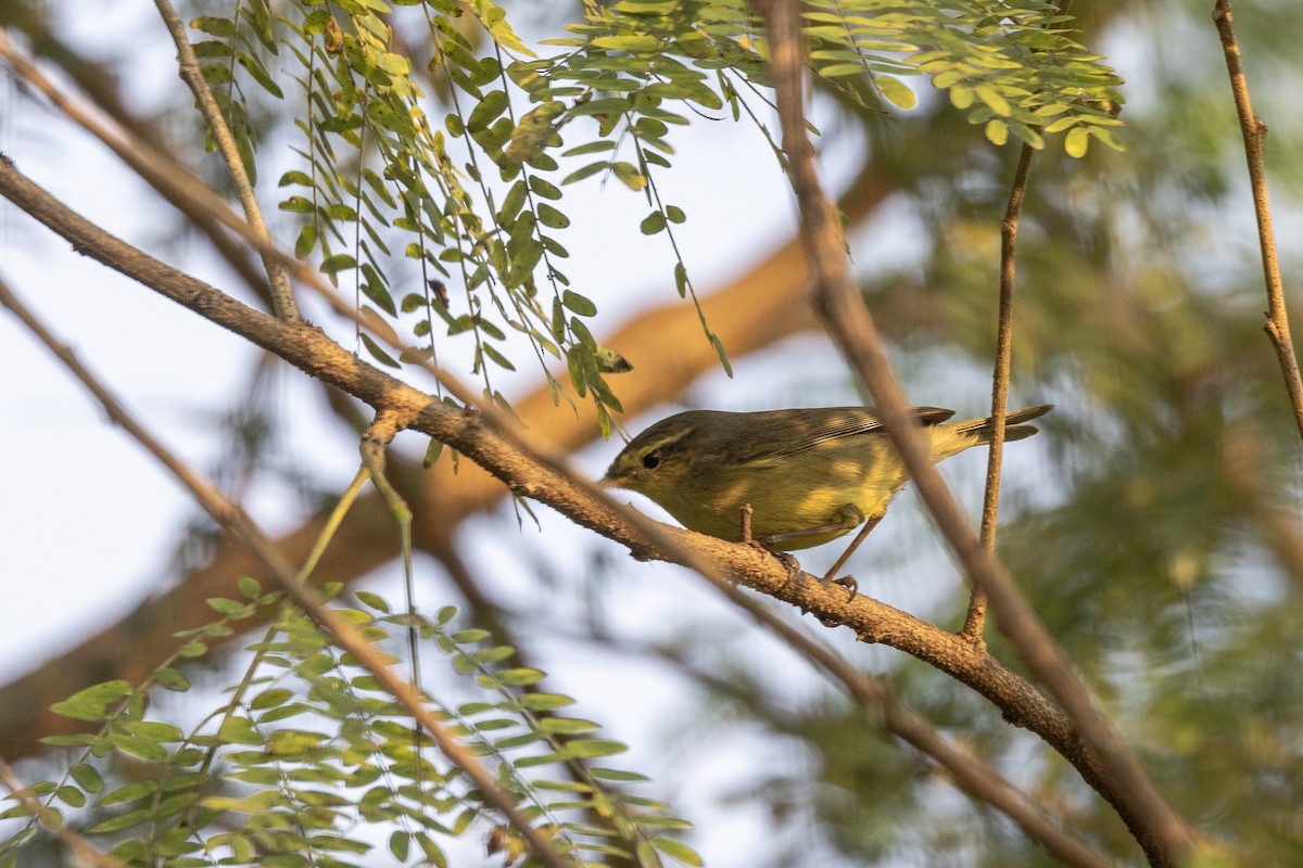 Tickell Çıvgını - ML645141004